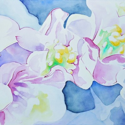 Aquarellbild mehrerer Bergenienblüten in Blautönen